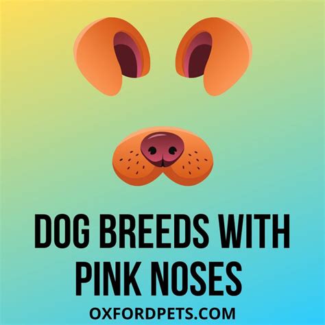 18 Dog Breeds With Pink Noses - Oxford Pets