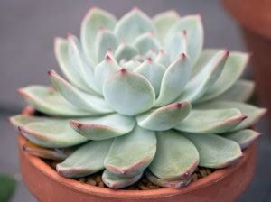 Amazing Gurden Echeveria Nodulosa Plant Price in India - Buy Amazing ...