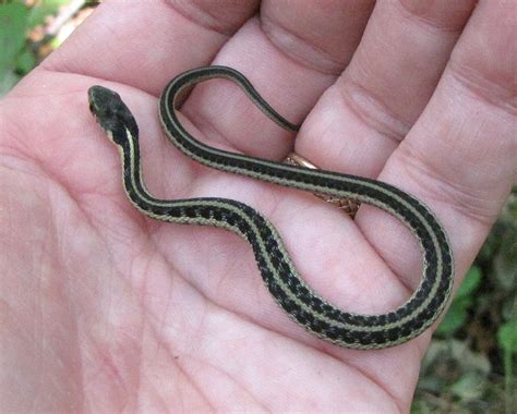 baby garter snake | Garden snakes, Garter snake, Baby garter snake