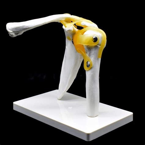 Image result for Shoulder Joint Model
