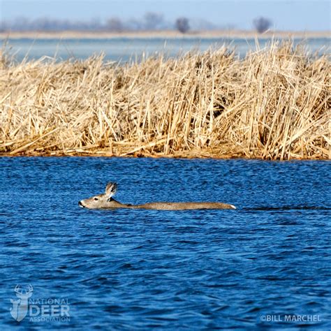 White Tailed Deer Swimming