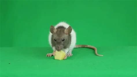 Image result for Mouse Jumping around Screen