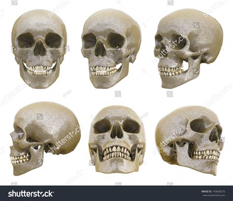 Types Of Human Skulls