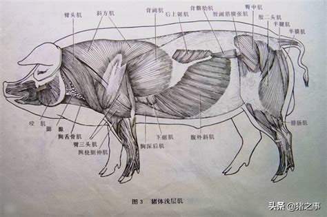 猪体骼名称_生理学图片_食品图库_食品伙伴网