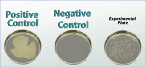 Image result for Positive Control vs Negative Control Examples