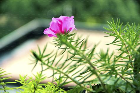 有什么花适合种在北京的小院子里，多年生，好养活，不用伺候，植株不超过1.5米高，花期长点花漂亮点的？ - 知乎