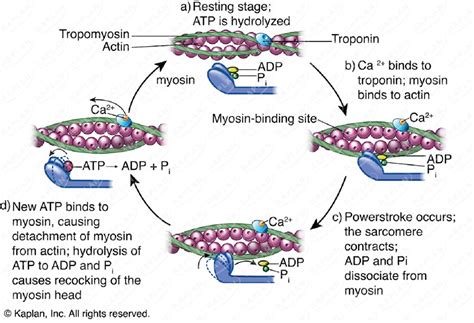 Image result for Cross Bridge Cycle Explained