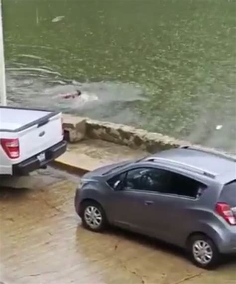 Image result for Crocodile Exploding