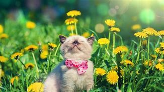 Image result for Cute April Animals