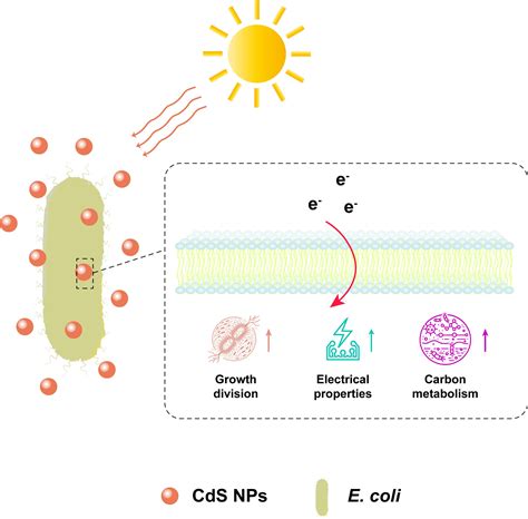 Assimilation Biology 的图像结果