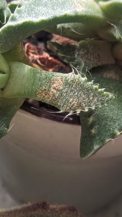 Fungus? Sun burn? Or something else entirely? : r/succulents