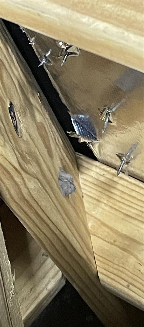 Nests? in attic. Golf and tennis ball sized. Central Texas. : r/pestcontrol