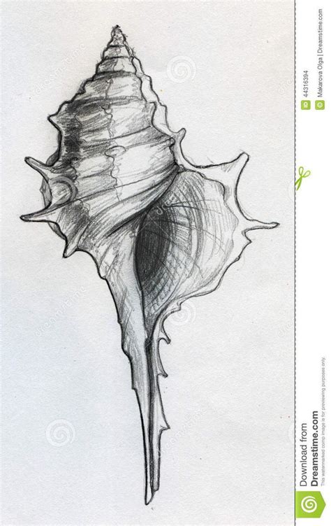 Image result for Shelldrawing