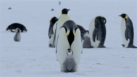 Emperor Penguins Habitat