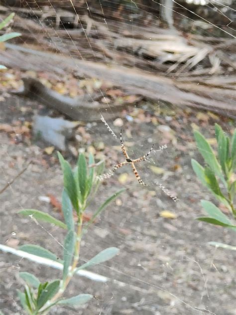 what am I? location: Grenada - Caribbean : r/spiders