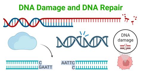 Steps to DNA Repair 的图像结果