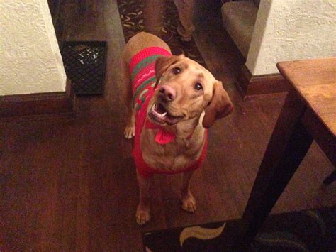 Classy Christmas sweater | Scrolller