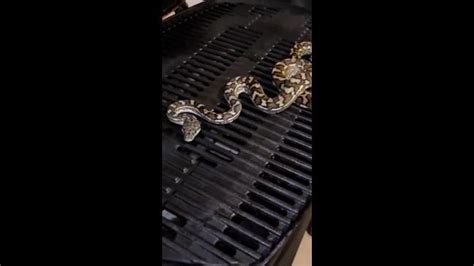 Image result for Python for Grill