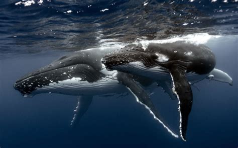Bing Wallpaper Whale 的图像结果