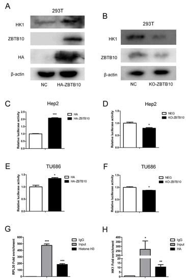 Intermittent Hypoxia Promotes TAM-Induced Glycolysis in Laryngeal ...