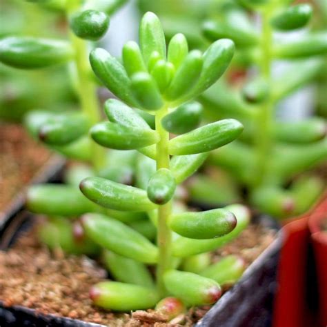 Sedum 'Jelly Bean' Succulent - Hello Hello Plants