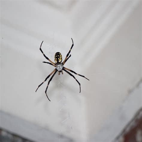 Five Tips to Prevent Spiders · ExtermPRO