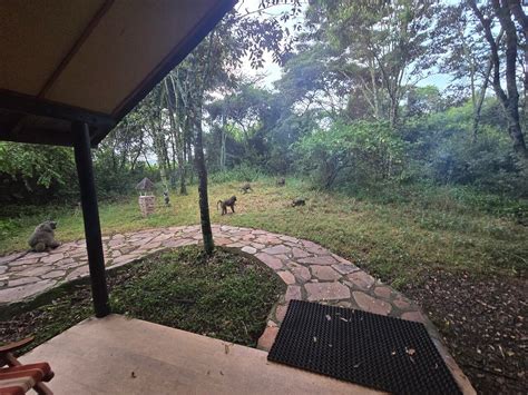 Picture Perfect Jungle Resort with Awesome Veg Food and Excellent staff ...