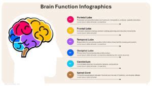 Brain Function Explanation 的图像结果
