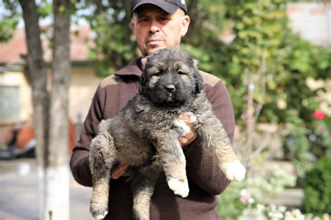 At What Age Is A Caucasian Ovcharka Full Grown