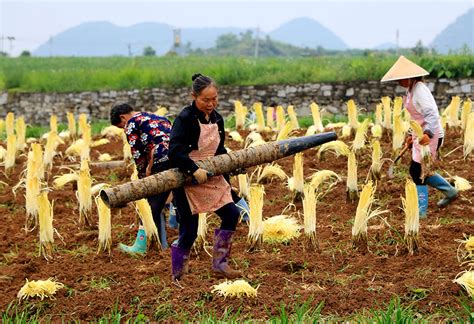 Poor China 的图像结果