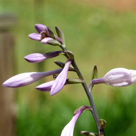 Hosta Plant Flowering: What To Do About Flowers On Hosta Plants - IMP WORLD