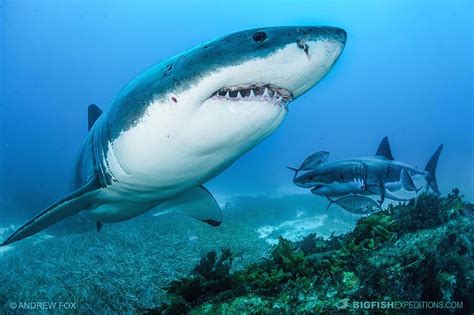 Diving with Killer Whales. Orca diving in Norway | Big Fish Expeditions