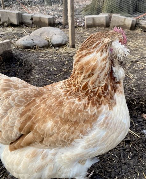 Salmon Faverolle chickens: all you need to know - Heirloom Grown