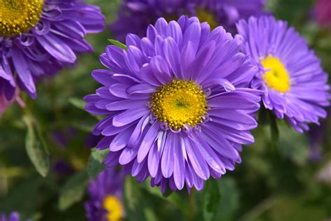 Springtime Flowers 的图像结果