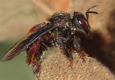 Meet the Vulture Bee: Nature’s Buzzing Butcher – Insect Hive
