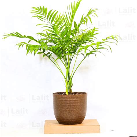 Chamaedorea Elegans (Bamboo Palm, Parlour Palm) - Plant – Lalit Enterprise