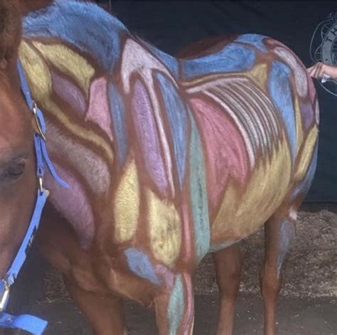 Painted Horse Conformation & Gait Analysis with Phillippa Coles, Moats ...