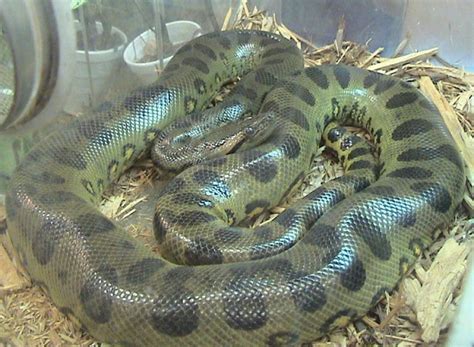 Image result for Anaconda Python Distribution