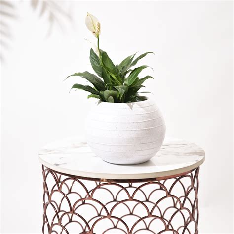 Rib Bowl Planters for Indoor Plants | Stylish & Durable