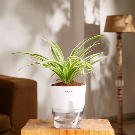 Best Indoor Plants for Home to Keep Your House Interior Green – Kyari.co