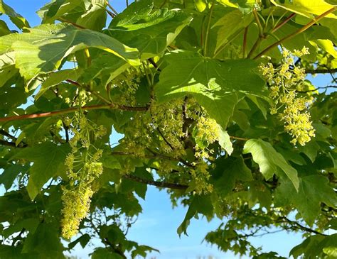 Image result for Maple Tree Identification Guide