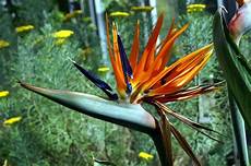 uccelli paradiso fiore uccelli paradiso piante da giardino uccelli paradiso fiore uccelli paradiso piante da giardino