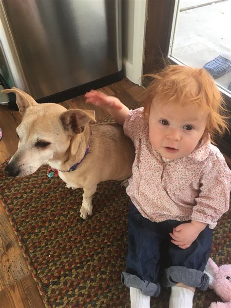 Mini Dogs to Adopt 的图像结果