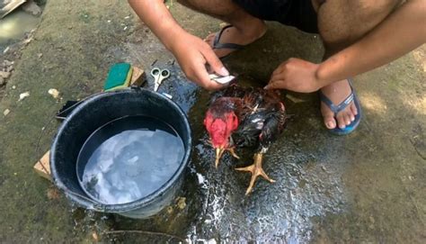 manfaat air rebusan daun mawar