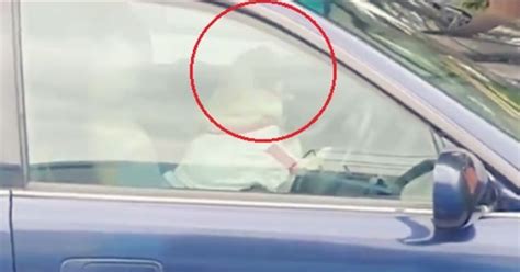 Watch: Two Pugs Take Turns To Sound Car Horn To Get Their Owner To Come ...