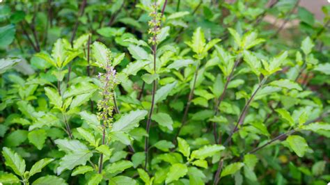 Tulsi Ke Niyam:क्या आपके घर की तुलसी भी बार-बार सूख जाती है? जानें ये ...