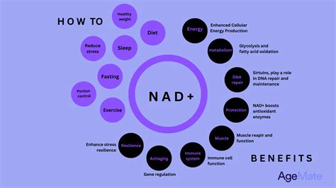 Your Guide to Boosting NAD+ Levels Naturally For Longevity - AgeMate
