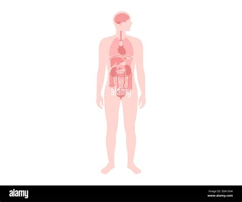 Illustration of internal organs in the human body Stock Photo - Alamy