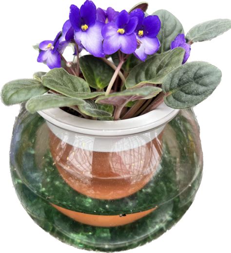 How to Care for African Violets - Planters Place