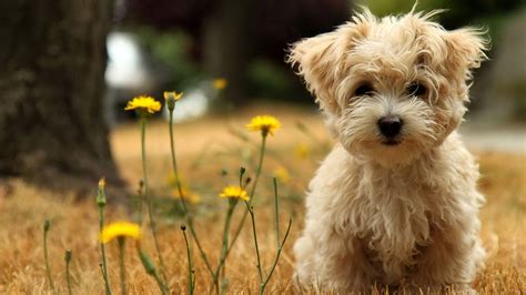Download Cute Dog Brown Maltese Wallpaper | Wallpapers.com